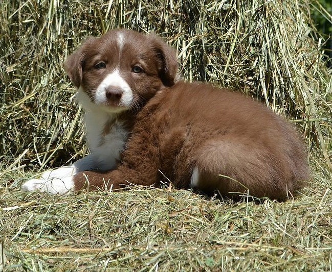 Abca b collie shops puppies